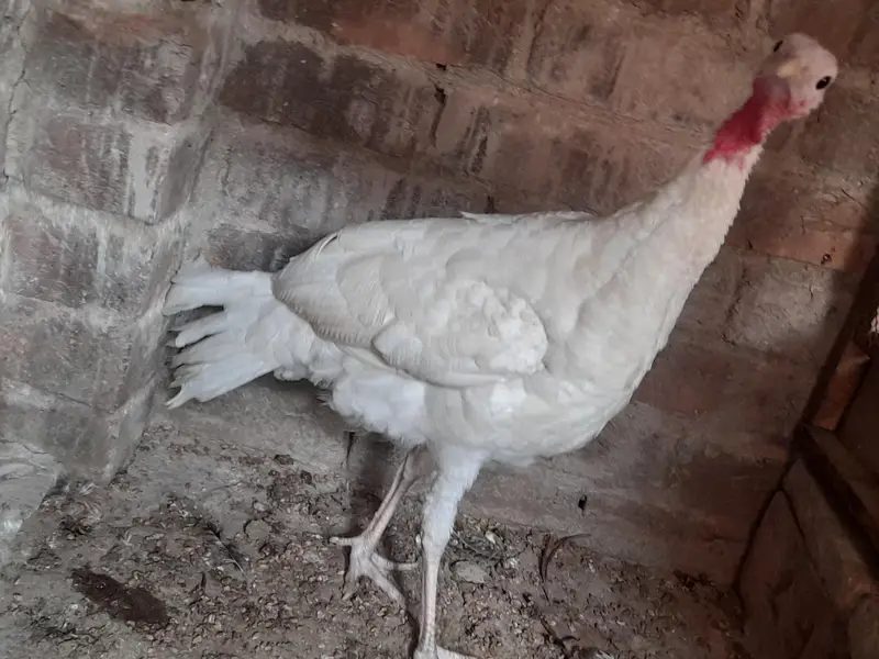 1 Turkey female for sale — photo 2