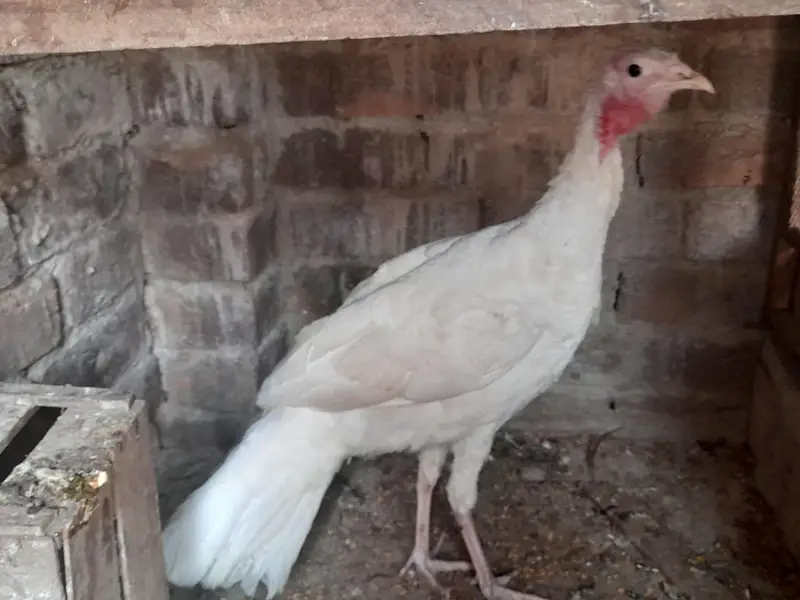 1 Turkey female for sale — photo 3