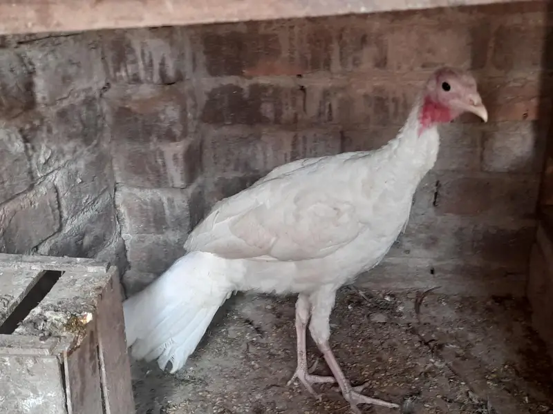 1 Turkey female for sale — photo 4