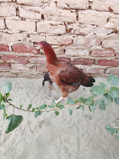 2 ASEEL MURGI 2 CHUZY
