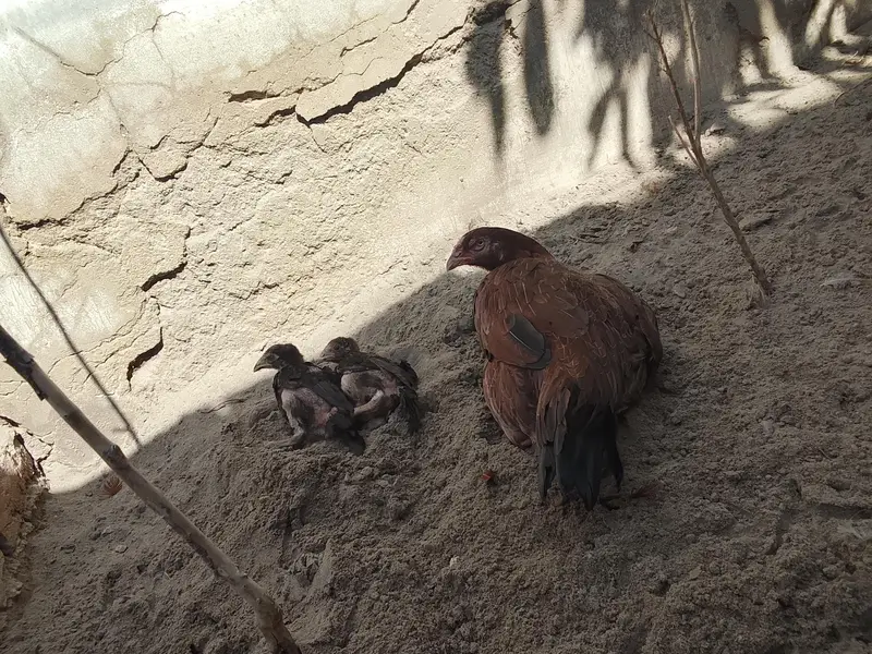 2 ASEEL MURGI 2 CHUZY — photo 2