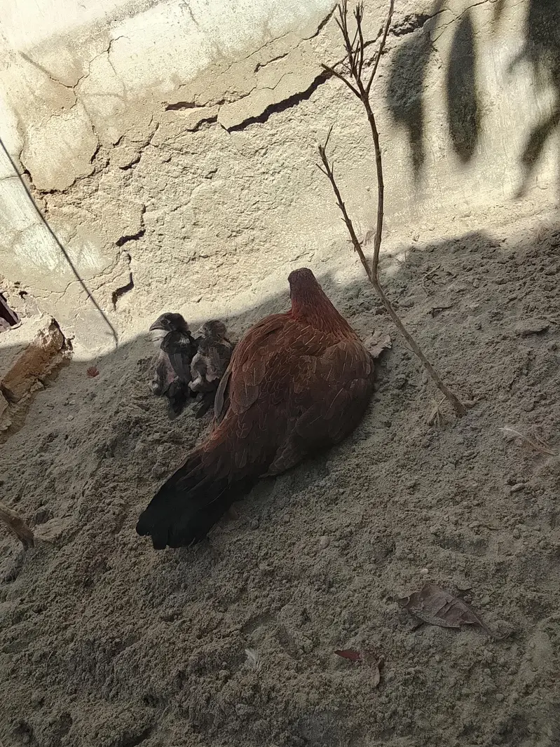 2 ASEEL MURGI 2 CHUZY — photo 3