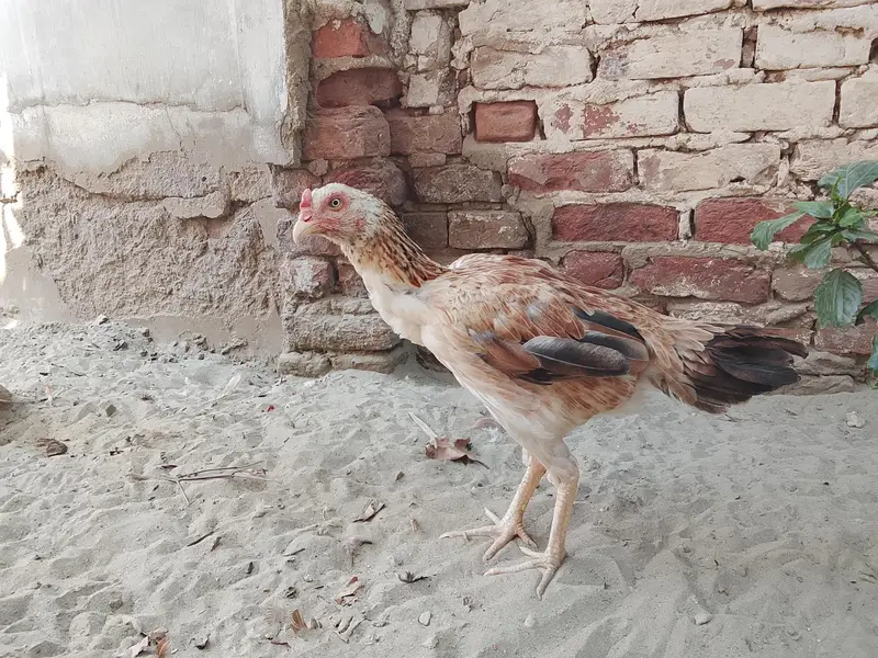 2 ASEEL MURGI 2 CHUZY — photo 4