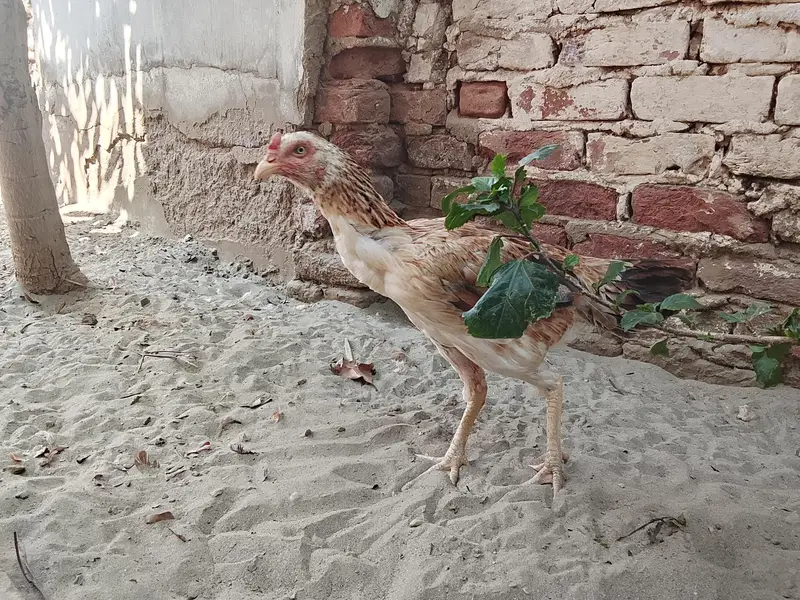 2 ASEEL MURGI 2 CHUZY — photo 5
