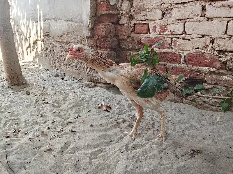 2 ASEEL MURGI 2 CHUZY — photo 6