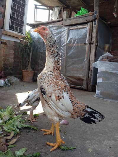Aseel Hen ( murgi )