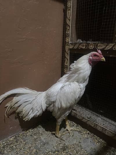 White shamo male available