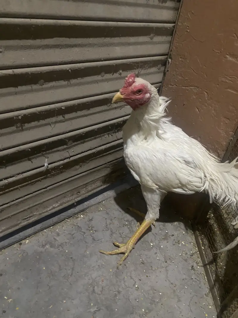 White shamo male available — photo 2