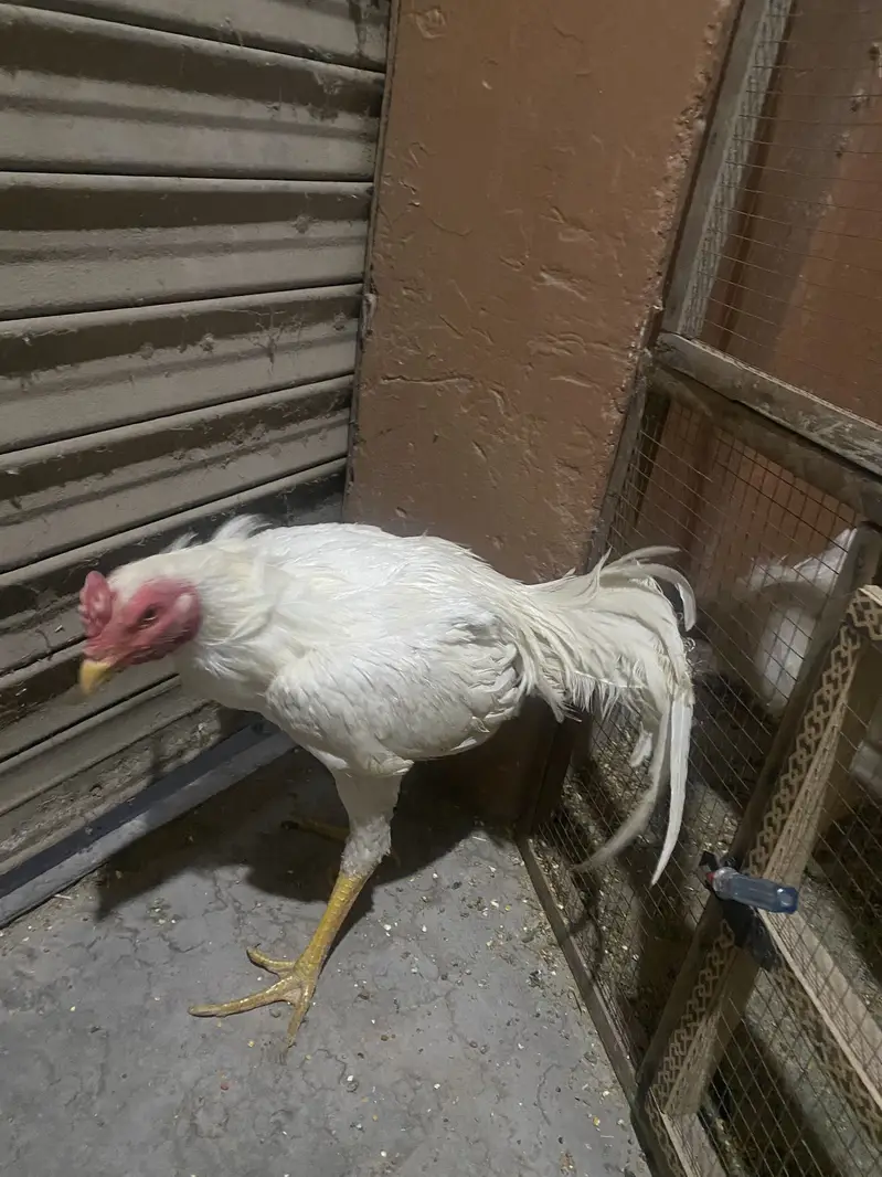 White shamo male available — photo 3