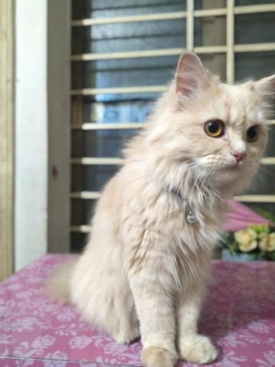 persian fluffy triple coat cat