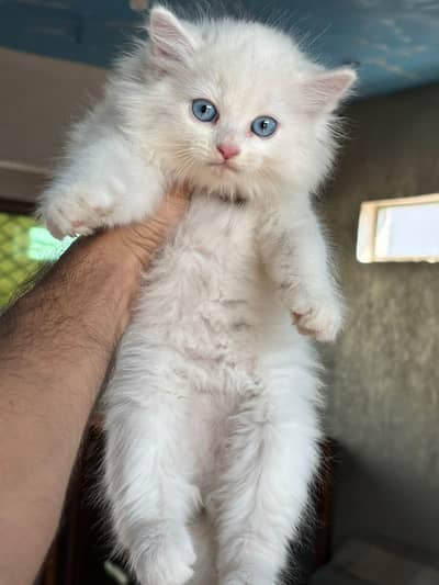 pursian kitten | cat | pursian cat | fluffy | kittens