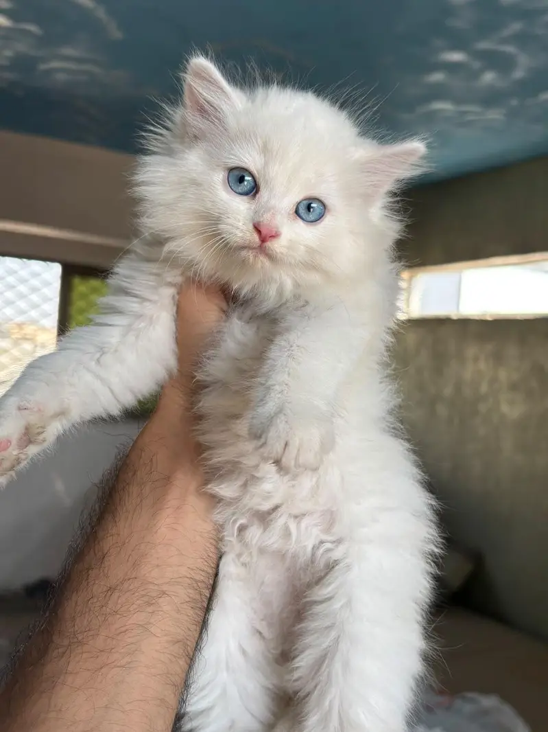 pursian kitten | cat | pursian cat | fluffy | kittens — photo 2
