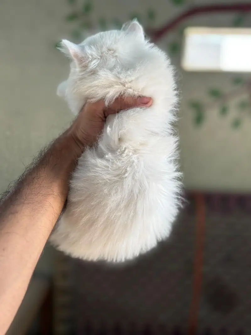 pursian kitten | cat | pursian cat | fluffy | kittens — photo 3