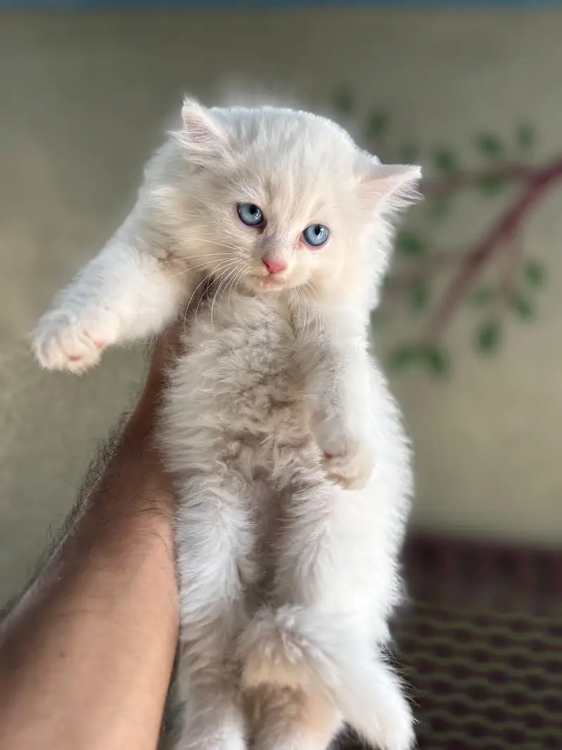 pursian kitten | cat | pursian cat | fluffy | kittens — photo 4