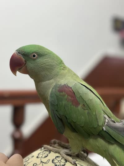 Handtame spoken parrot