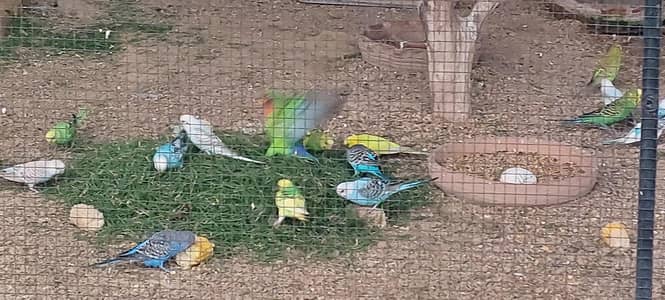 parrots for sale