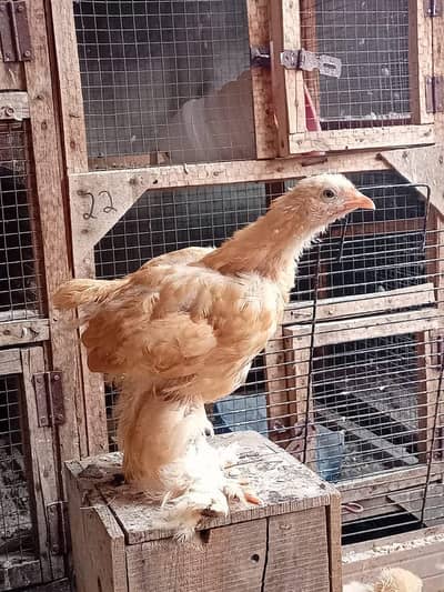 Heavy Golden buff Chicks