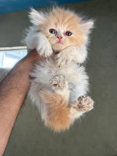 pursian kittens | cat | pursian cat | fluffy cat