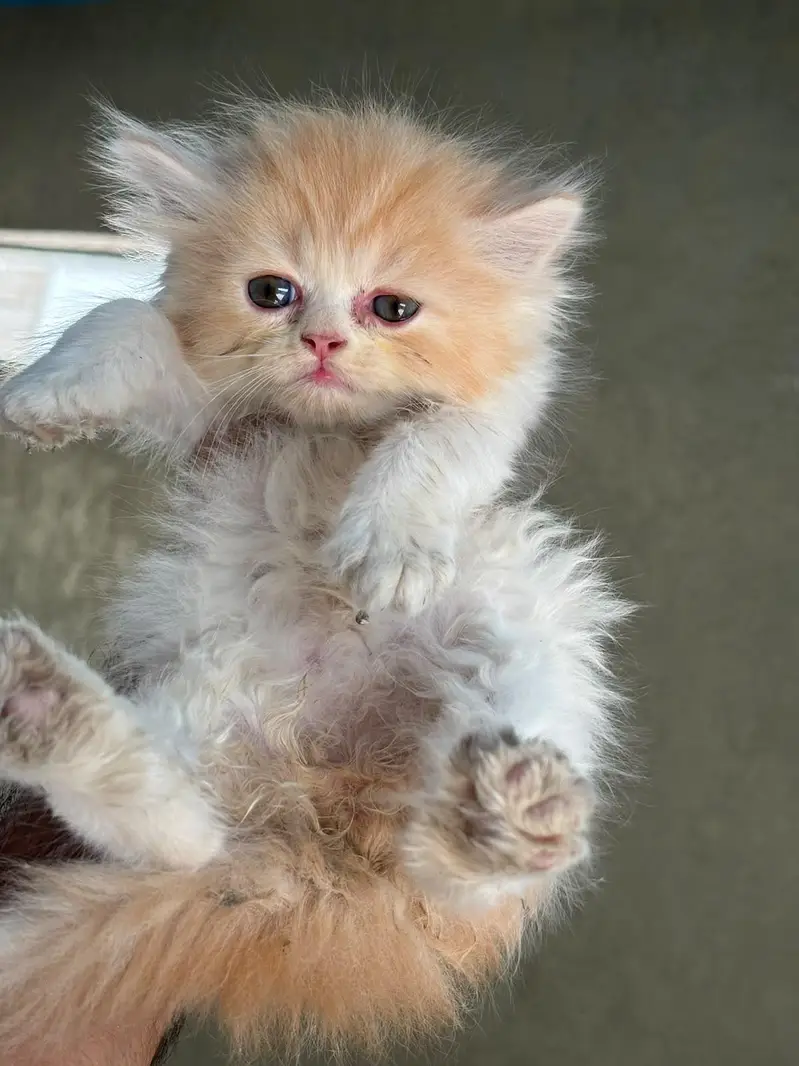 pursian kittens | cat | pursian cat | fluffy cat — photo 2