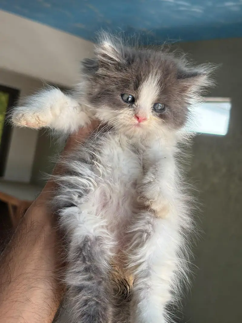 pursian kittens | cat | pursian cat | fluffy cat — photo 3
