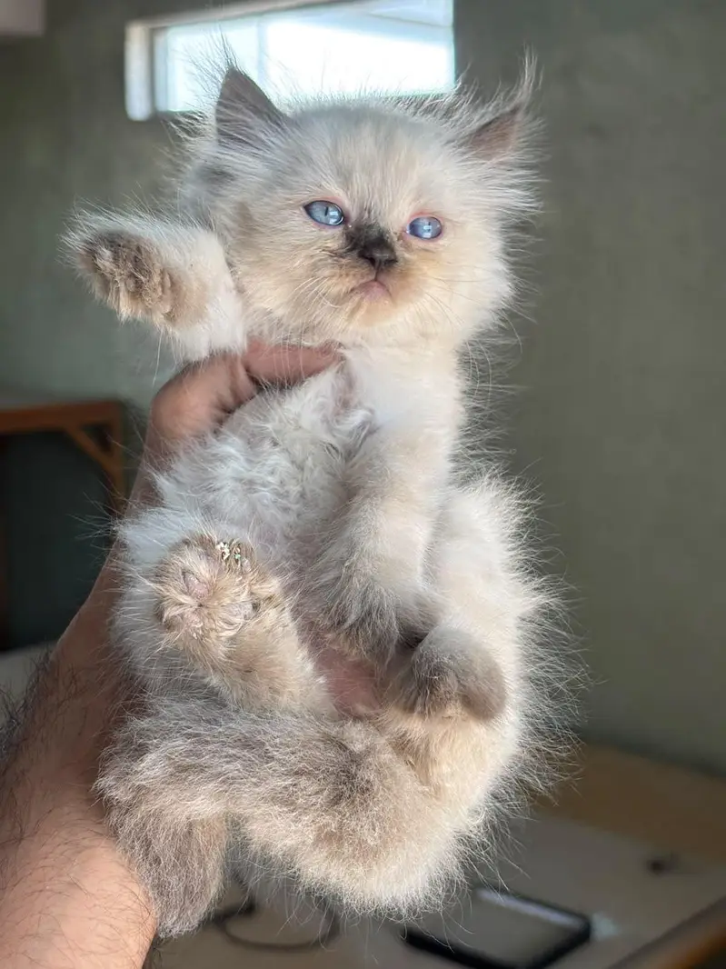 pursian kittens | cat | pursian cat | fluffy cat — photo 4
