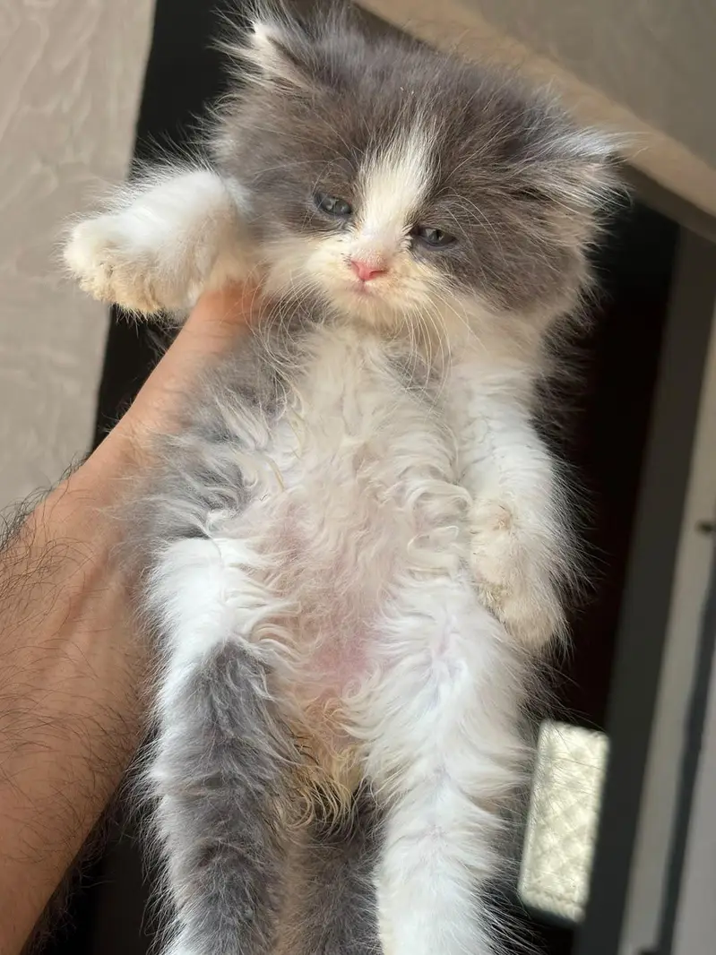 pursian kittens | cat | pursian cat | fluffy cat — photo 5