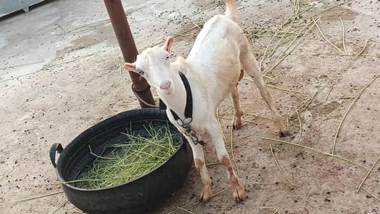 MASHALLAH 0 SIZE WHITE EYES QUALITY BREEDER AVAILABLE FOR SALE