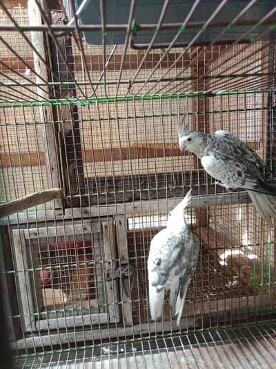 cockatiel . love bird or australian parrot