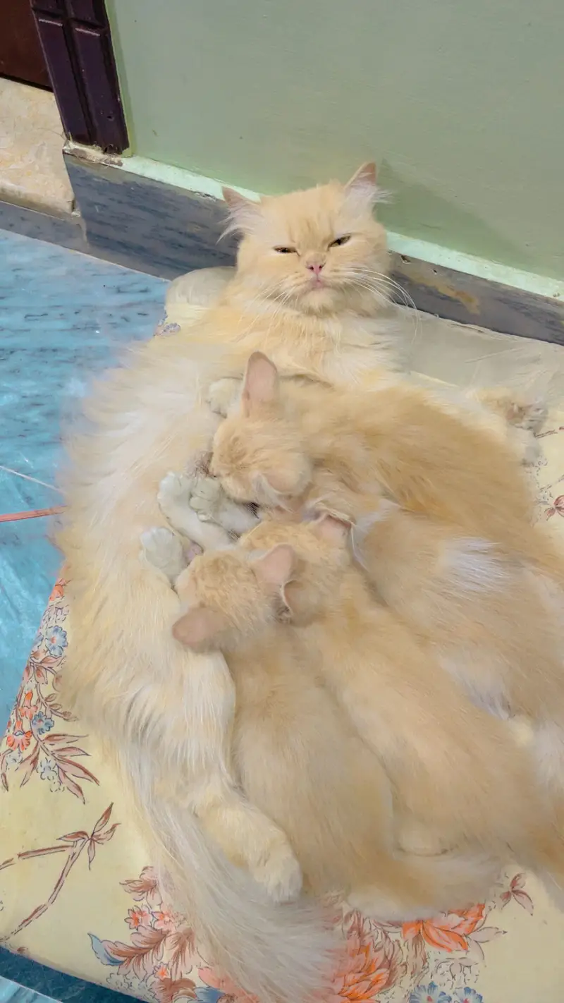 Persion Kitten For Sale| Fluffy| Triple Coated| Punch Face — photo 3