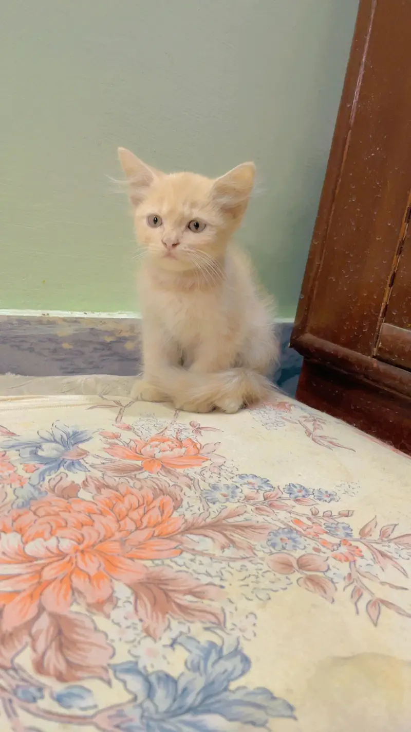 Persion Kitten For Sale| Fluffy| Triple Coated| Punch Face — photo 7