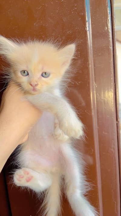 Persion Kitten For Sale| Fluffy| Triple Coated| Punch Face