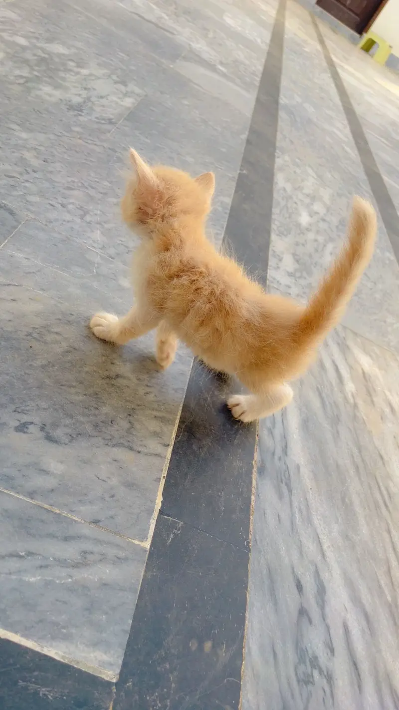 Persion Kitten For Sale| Fluffy| Triple Coated| Punch Face — photo 4