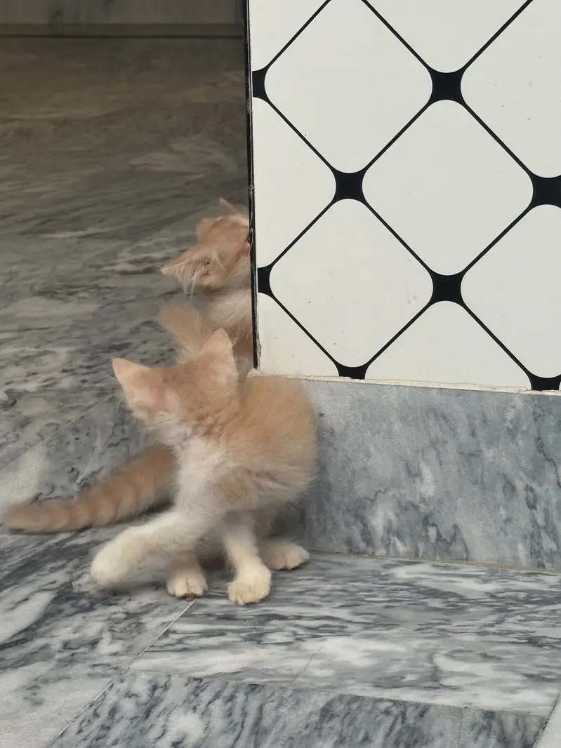 Persion Kitten For Sale| Fluffy| Triple Coated| Punch Face — photo 5