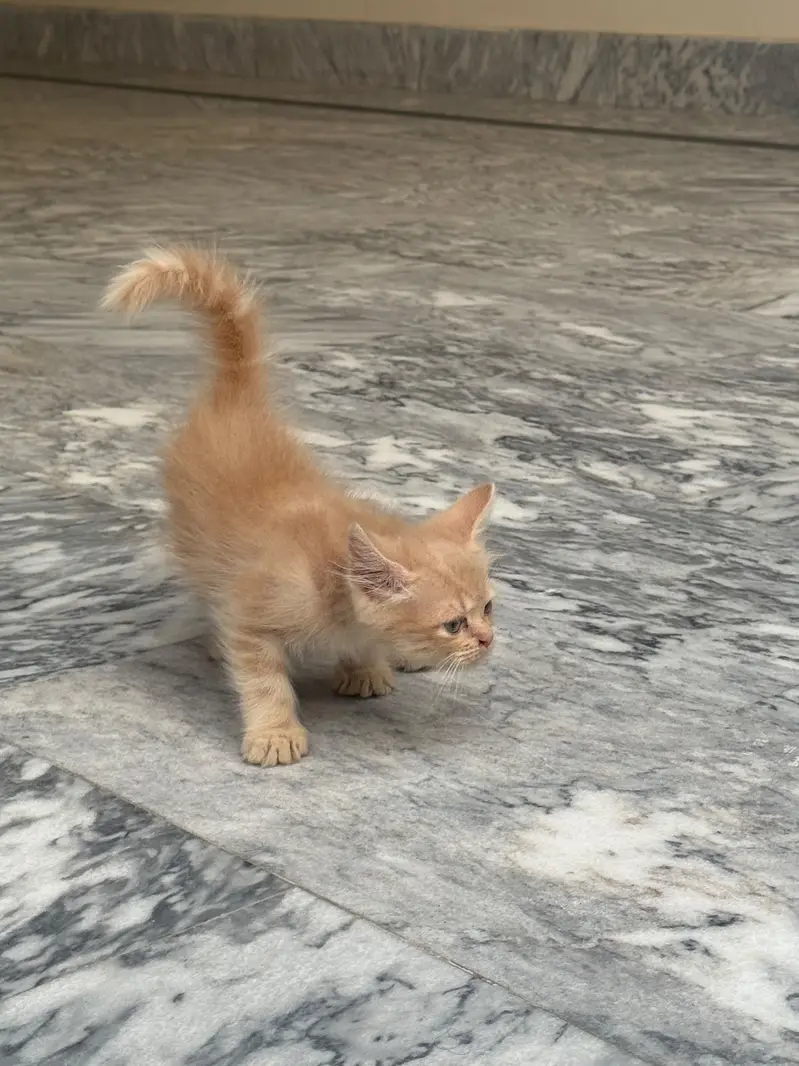 Persion Kitten For Sale| Fluffy| Triple Coated| Punch Face — photo 6