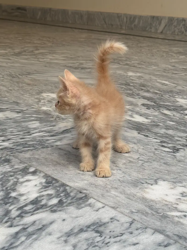 Persion Kitten For Sale| Fluffy| Triple Coated| Punch Face — photo 2