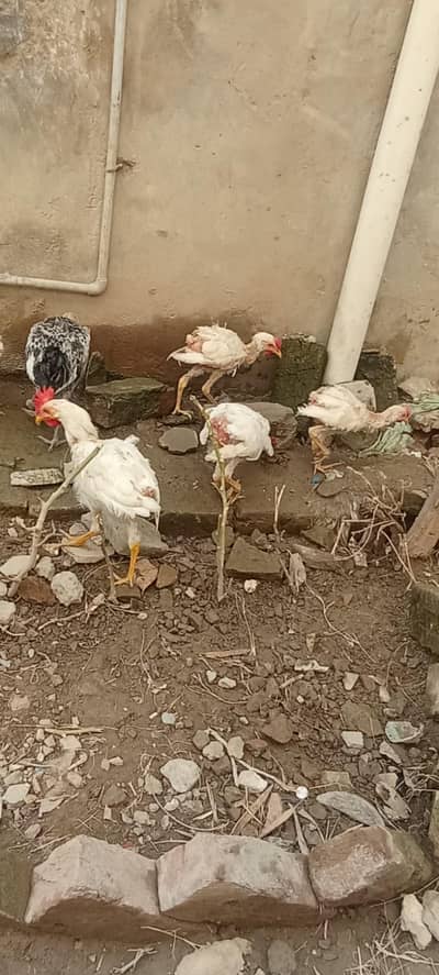 lair chicks avalible