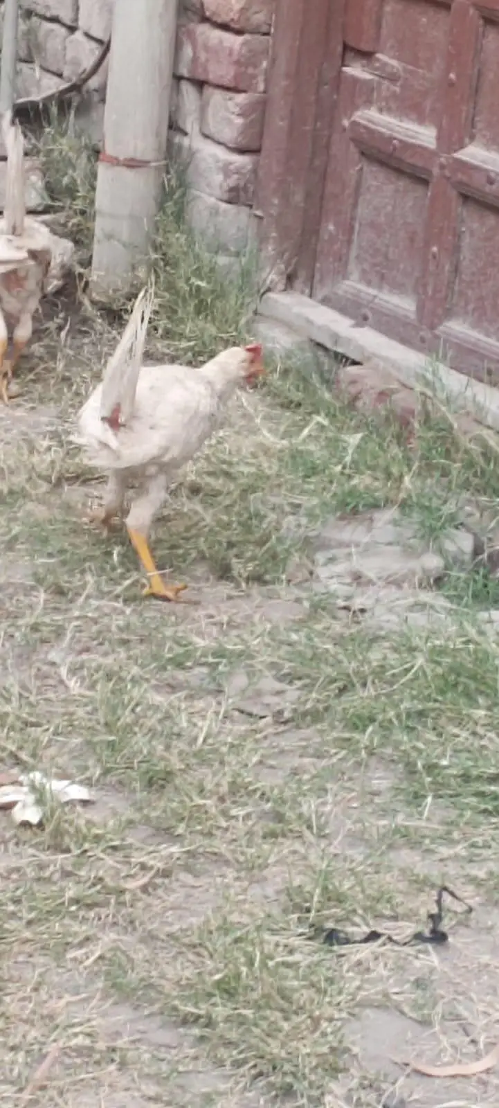 lair chicks avalible — photo 2