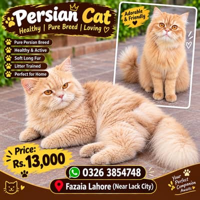 Beautiful Fluffy Persian Cat for Sale – Rs. 13,000 | Lahore