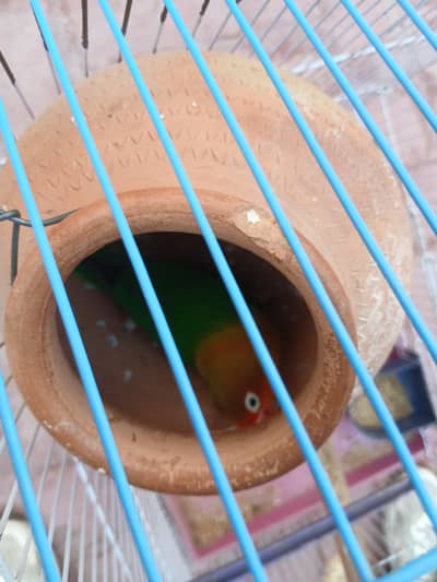 love bird with cage for sale 1 piece ha