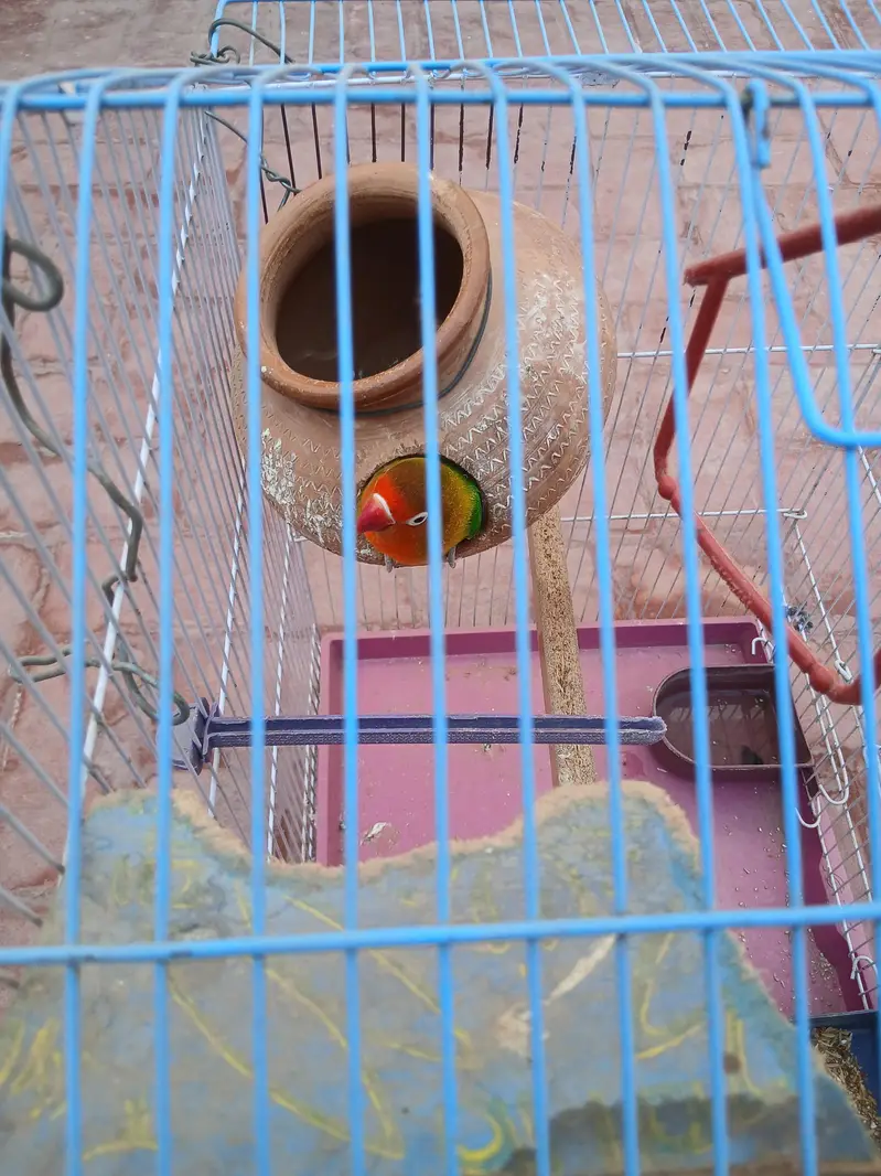 love bird with cage for sale 1 piece ha — photo 2