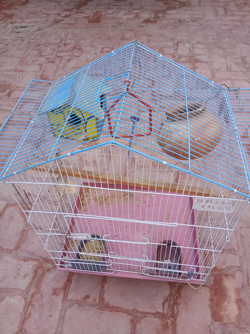 love bird with cage for sale 1 piece ha — photo 3