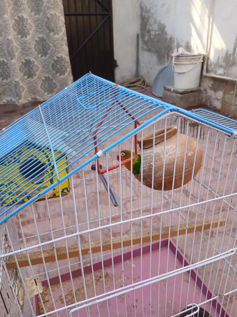 love bird with cage for sale 1 piece ha — photo 4