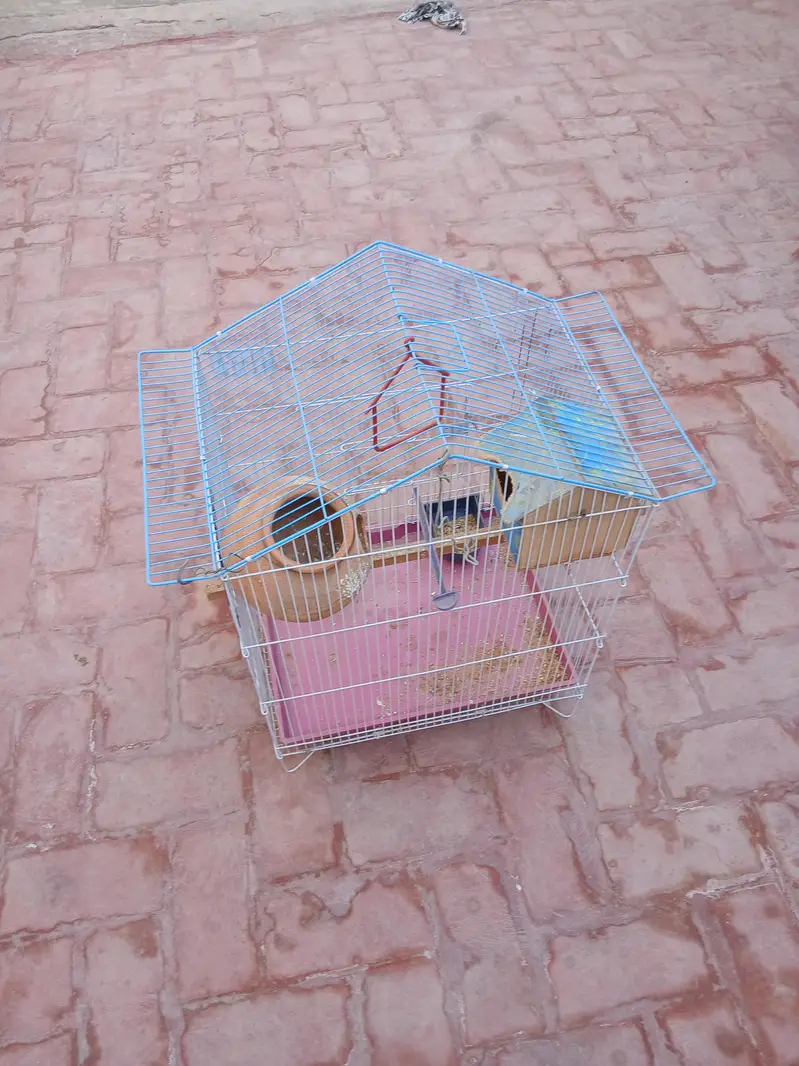 love bird with cage for sale 1 piece ha — photo 5