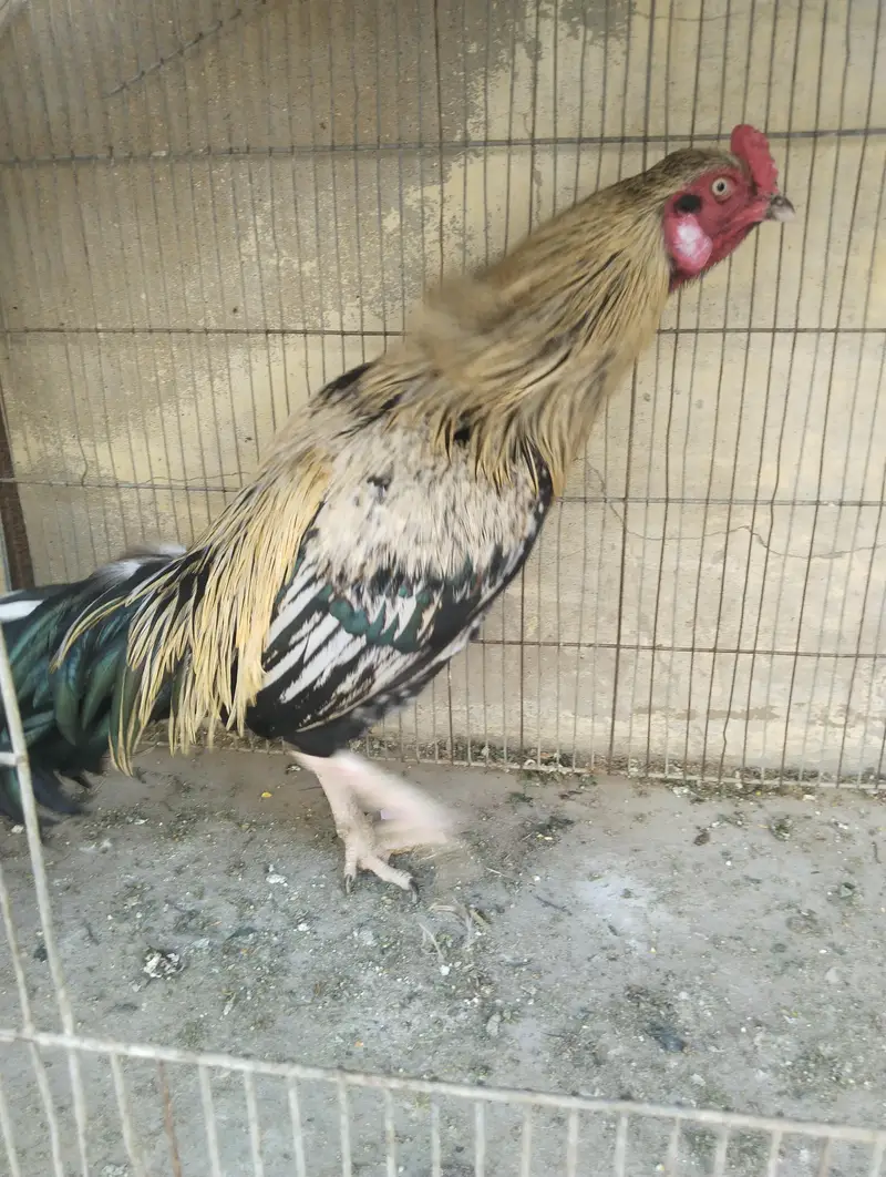 miawali aseel sawa male — photo 2