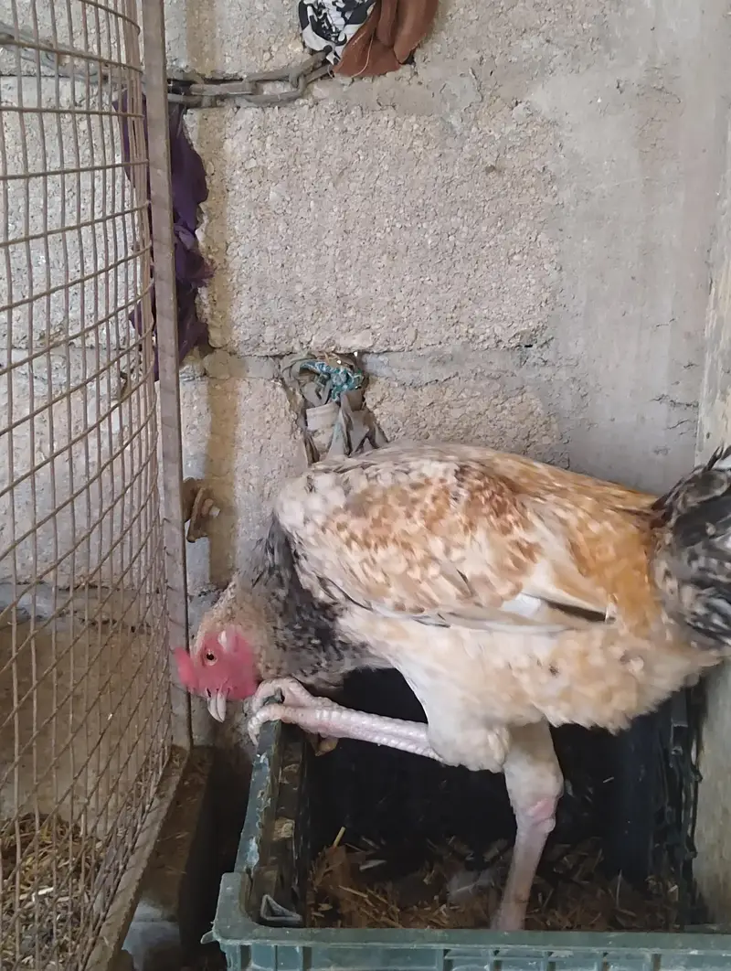 miawali aseel sawa male — photo 3