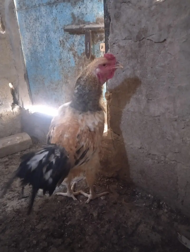 miawali aseel sawa male — photo 5