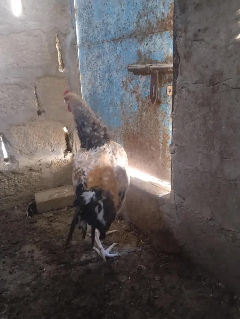miawali aseel sawa male — photo 6