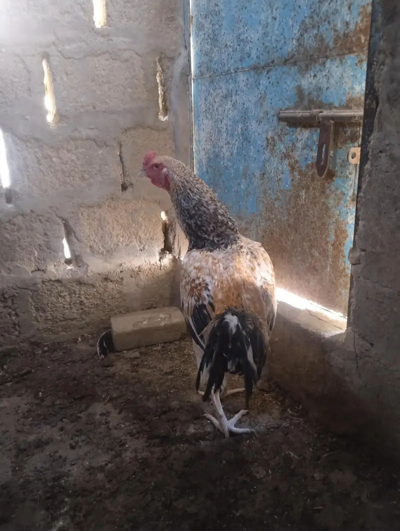 miawali aseel sawa male — photo 7