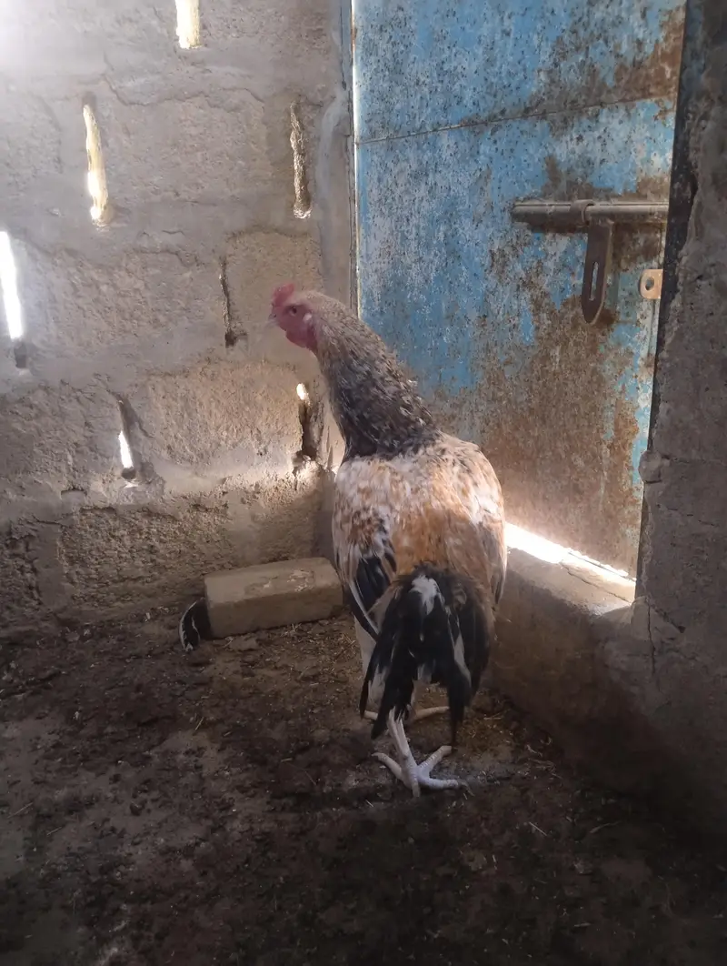 miawali aseel sawa male — photo 8