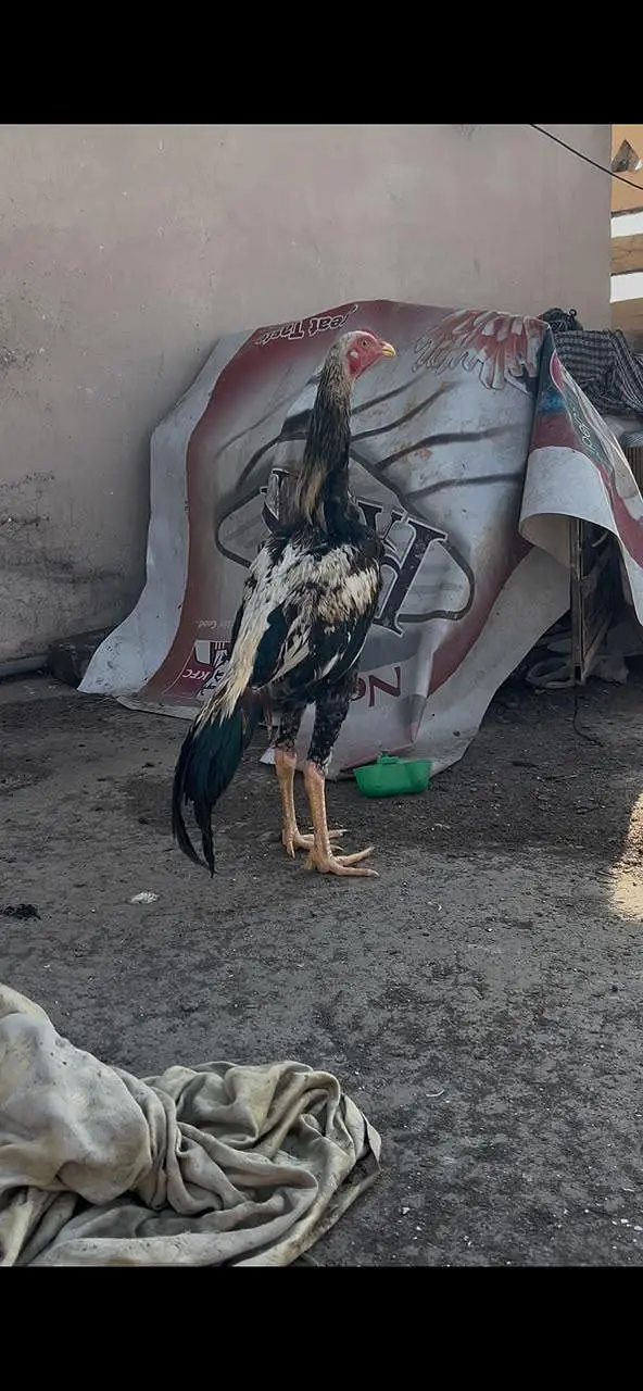pure aseel patha — photo 2